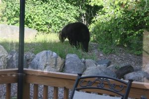 Icon of Bear Sighting Mullberry Ln
