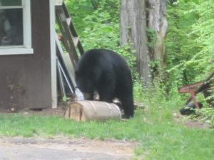 Icon of Bear 5-19 Off Turnpike Road