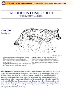 Icon of Wildlife In CT - Information Sheet